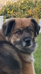 Finn, a German Shepherd Siberian Husky mix dog for adoption in Edmonton. Finn looks at the camera.