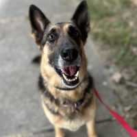 Photo Of Bella, An Adorable German Shepherd Dog For Adoption In Dallas (McKinney) Texas