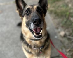 Photo of bella, an adorable german shepherd dog for adoption in dallas (mckinney) texas