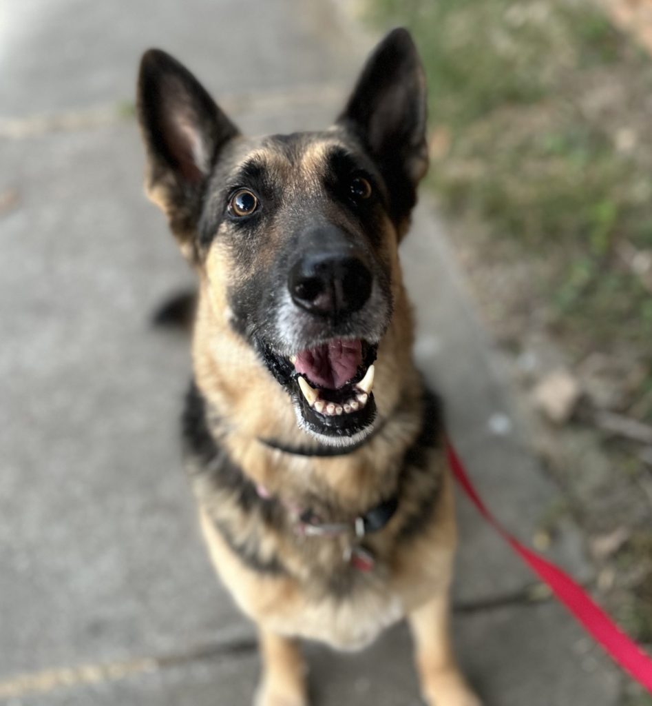 Photo of bella, an adorable german shepherd dog for adoption in dallas (mckinney) texas