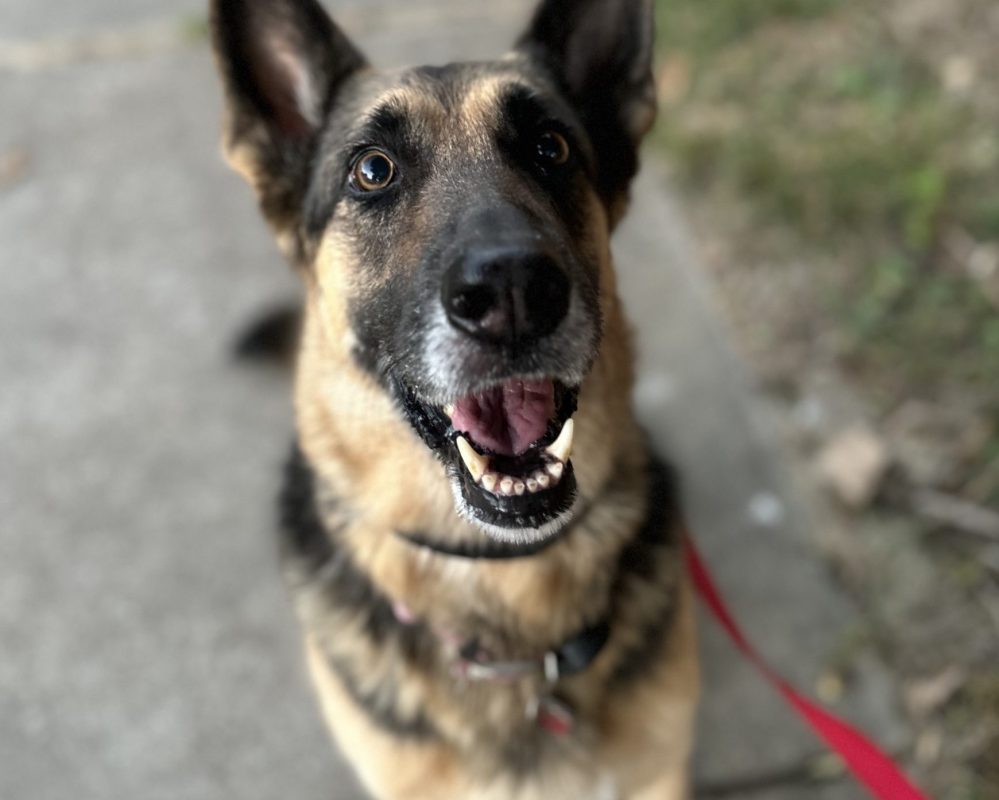 Photo of Bella, an adorable German Shepherd dog for adoption in Dallas (McKinney) Texas