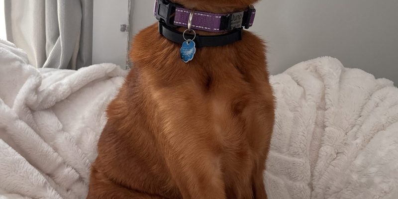 Golden Retriever mix dog for adoption in Vermont - sitting on chair