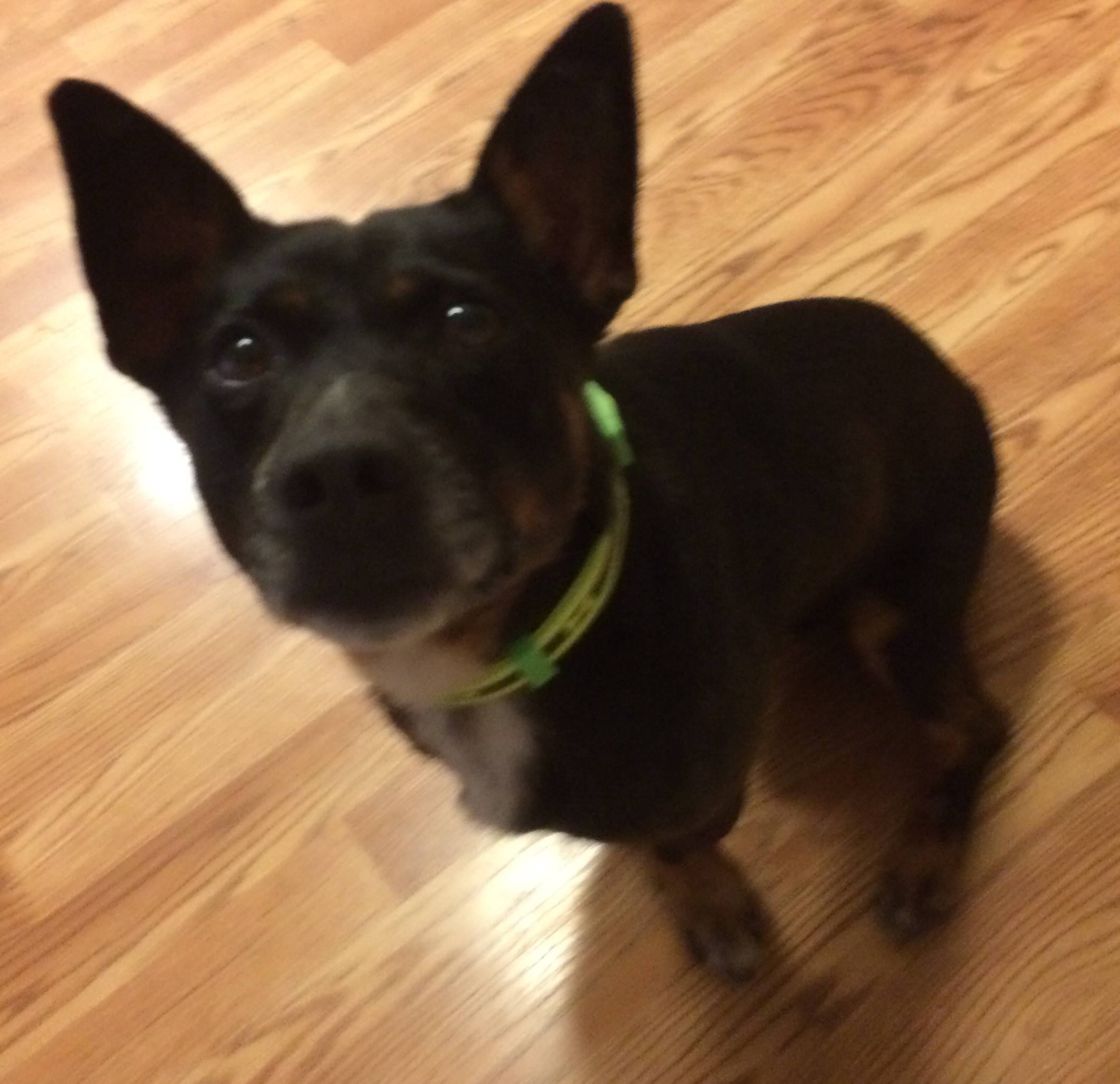 Small Mix – Chihuahua Frenchie Dachshund For Adoption Oakland CA Area – Adopt Murphy Today