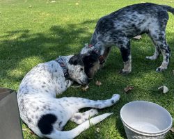 blue heeler for adoption