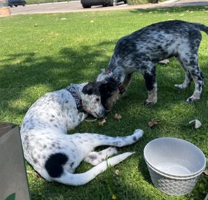 blue heeler for adoption in san diego Photo blue heeler for adoption in san diego