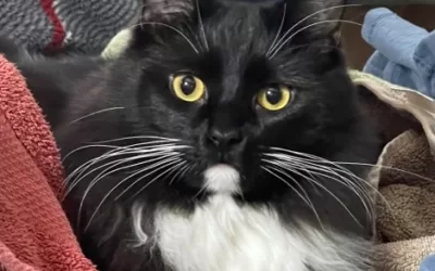 Longhaired black & white tuxedo cat for adoption in apollo pa – meet freddy mercury