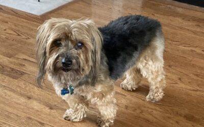 Yorkshire Terrier (Yorkie) For Adoption in Flower Mound Texas – Supplies Included – Adopt Scooter