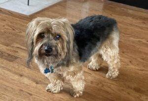 Yorkshire terrier (yorkie) for adoption in flower mound texas – supplies included – adopt scooter