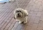 1 Gorgeous Purebred Havanese Dog For Adoption In Tucson Arizona – Meet Lulu