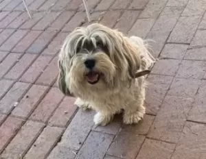 Lulu is a gorgeous 8 year old havanese dog for adoption in tuczon arizona. She is a blonde knockout.