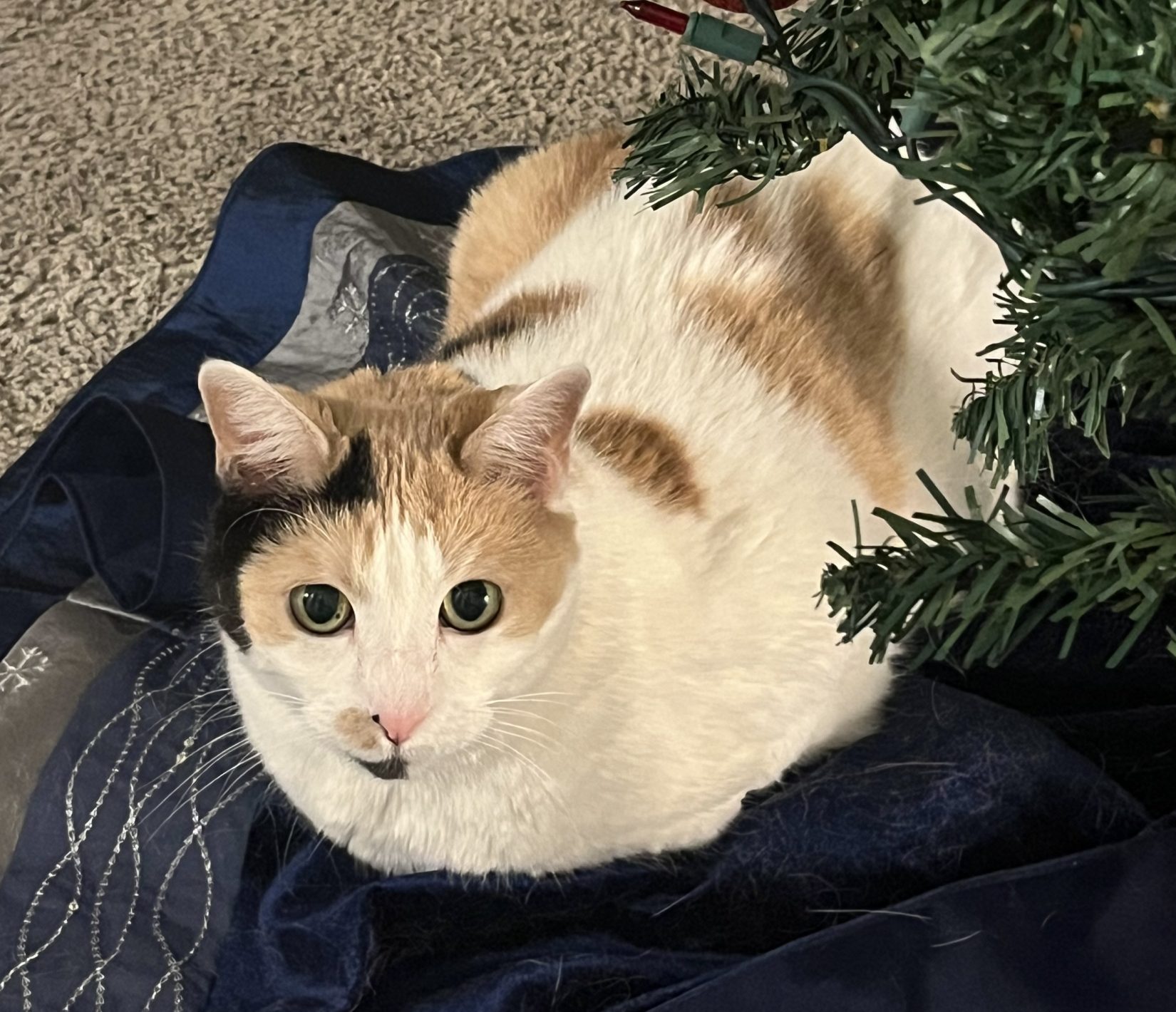 Declawed Calico Cat for Adoption Near San Antonio Texas – Meet Frankie