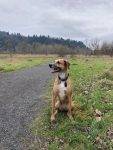 Labrador Retriever Greyhound Mix Dog For Adoption In Portland OR