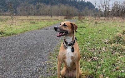 Adopt Abbey – Greyhound Labrador Retriever Mix Dog For Adoption in Portland OR