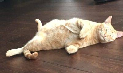 Orange tabby cat for adoption in honolulu – supplies included – adopt ginger