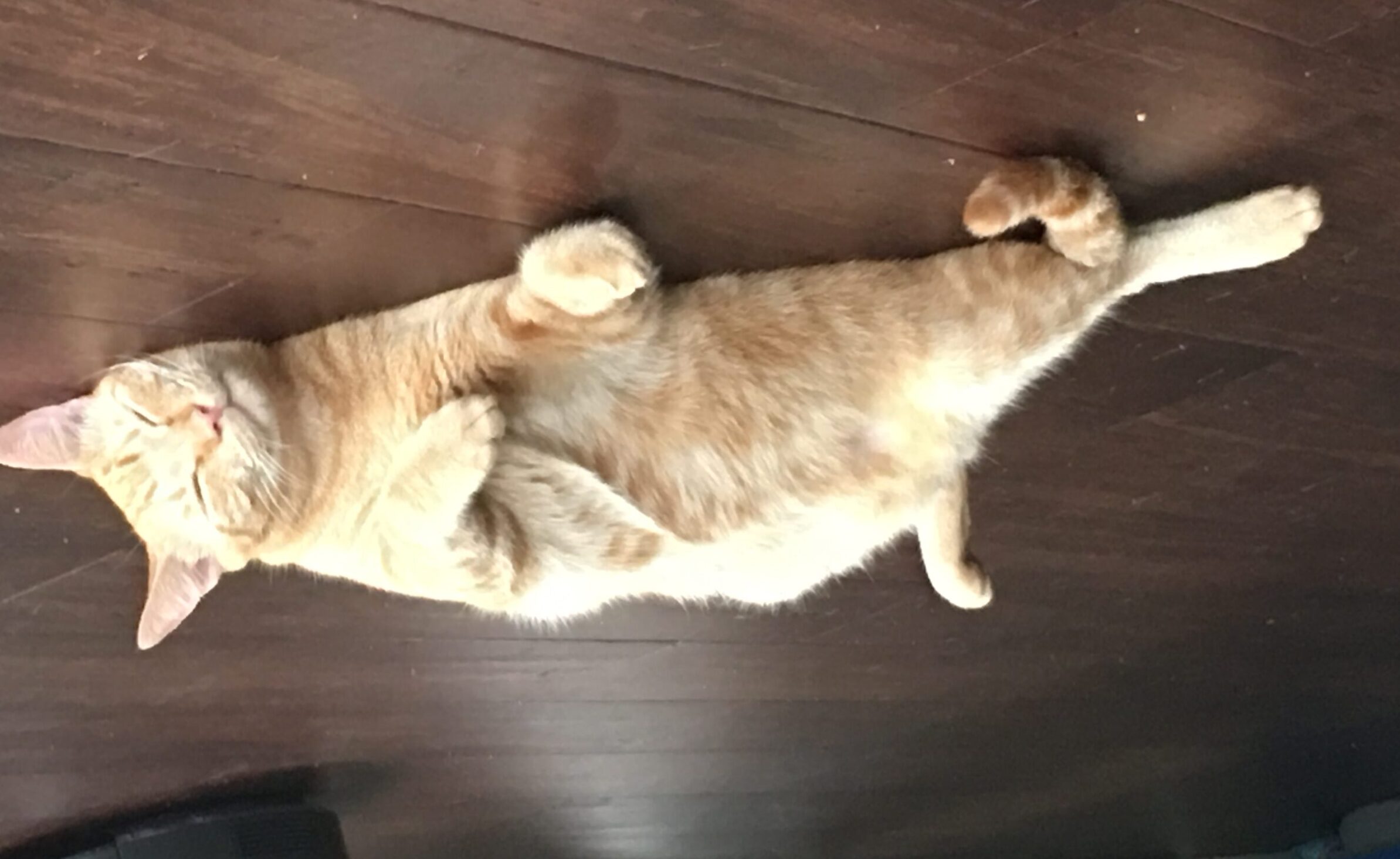 Orange Tabby Cat For Adoption In Honolulu Supplies Included Adopt 