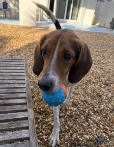 Amazing Beagle for Adoption in Jacksonville (Ponte Vedra Beach) Florida