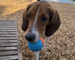 beagle mix dog for adoption in jacksonville fl Photo Amazing Beagle For Adoption In Jacksonville (Ponte Vedra Beach) Florida