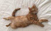 Mac - Orange Tabby Cat For Adoption In San Antonio Texas