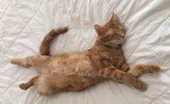 Mac - Orange Tabby Cat For Adoption in San Antonio Texas