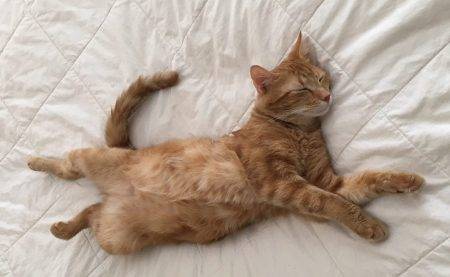 orange tabby cat adoption