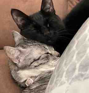Las vegas, nevada nv – stunning bonded black cat and grey tabby cat for adoption