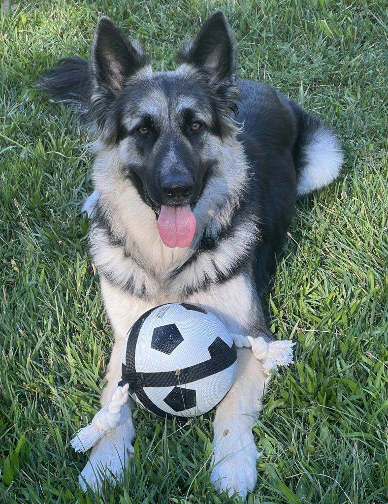 Isabella poses in the grass with her soccer ball. This is a beautiful long haired german shepherd dog for adoption in atascadero california