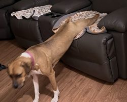 Dog for adoption in edmonton