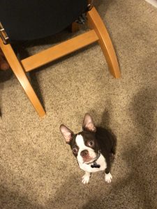 boston terrier for adoption Photo boston terrier for adoption