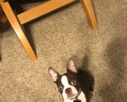 Boston terrier for adoption