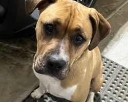 Dog for adoption in edmonton