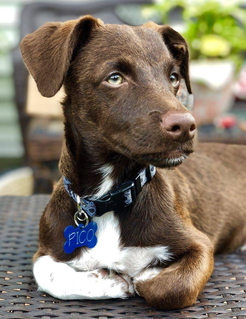 Los Angeles CA - Dachshund Mix Puppy For Private Adoption ...