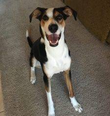Georgetown TX – Trooper – 2 YO Border Collie Foxhound Mix For Adoption To Loving Home – Supplies Included