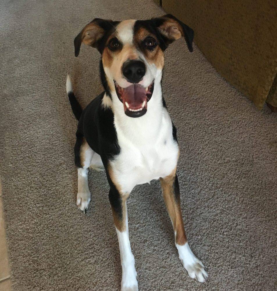 Georgetown TX – Trooper – 2 YO Border Collie Foxhound Mix For Adoption to Loving Home – Supplies Included