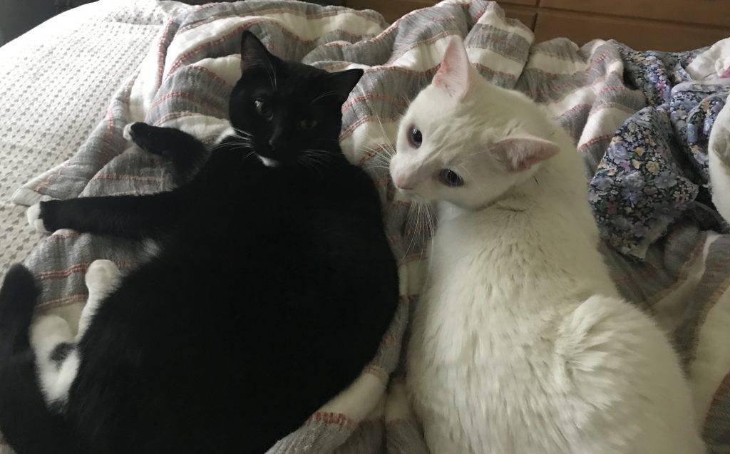 Tuxedo and white bonded cat sisters for adoption in charlotte, nc