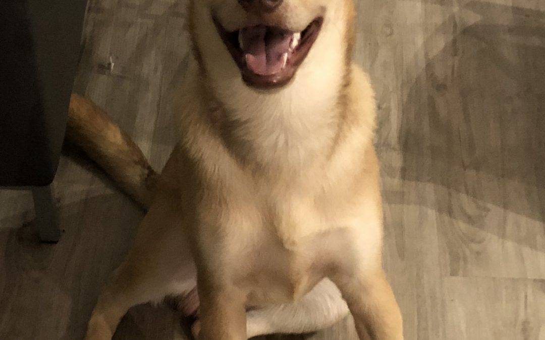 Scottsdale AZ – Yellow Labrador Retriever Siberian Husky Mix Dog For Adoption – Meet Jax