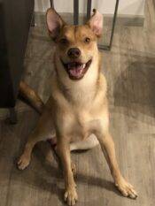 Photo Of Jax - 1.5 Yo Male Lab Husky Mix Dog For Rehoming Scottsdale Arizona