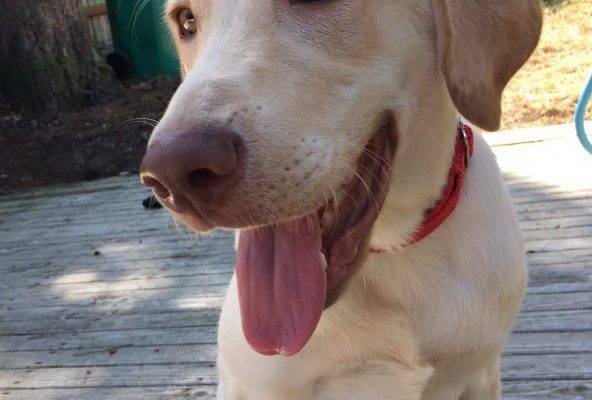 REHOMED – Rambunctious Randy – Lovable Lab Puppy With Energy To Spare  – Seattle, WA