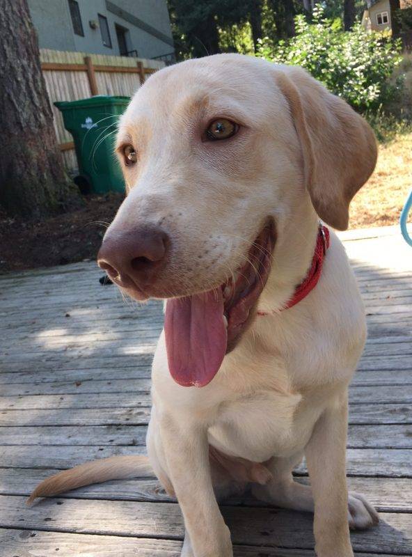 REHOMED – Rambunctious Randy – Lovable Lab Puppy With Energy To Spare  – Seattle, WA