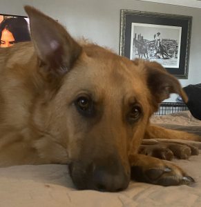 Bonded german shepherd dogs for adoption in birmingham alabama