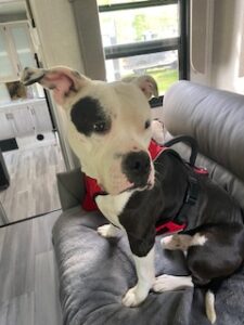 Amazing american bulldog pitbull mix dog for adoption in conway sc – petey’s bark story