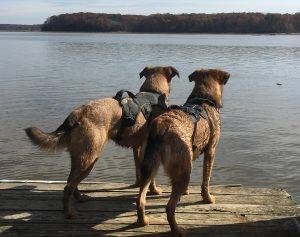 Arlington VA German Shepherd Beagle Mix Dogs For Adoption