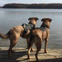 Arlington VA German Shepherd Beagle Mix Dogs For Adoption