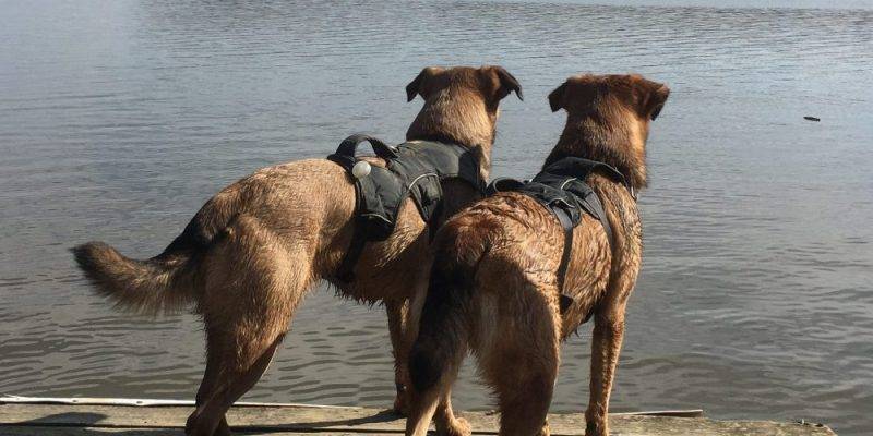 German Shepherd Beagle Mix Dogs For Adoption Arlington VA Washington DC