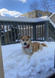 DOG FOR ADOPTION IN NASHVILLE