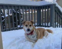 Dog for adoption in nashville