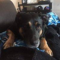 Bella - German Shepherd Rottweiler Mix Dog For Adoption Lake Worth Florida