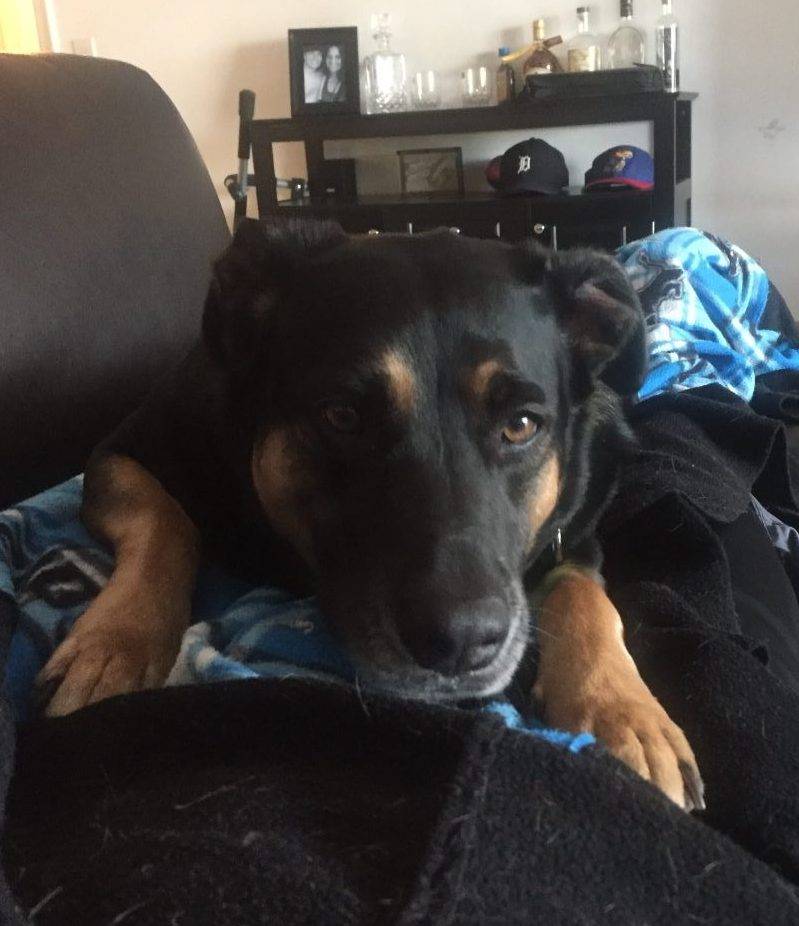 Bella - German Shepherd Rottweiler Mix Dog For Adoption Lake Worth Florida