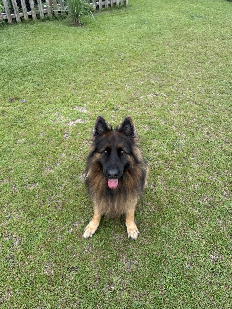 King shepherd for adoption Photo King shepherd for adoption