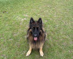 King shepherd for adoption