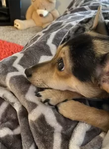Chihuahua welsh corgi mix dog for adoption in clackamas oregon